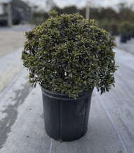 Eugenia Globe Topiary 10"