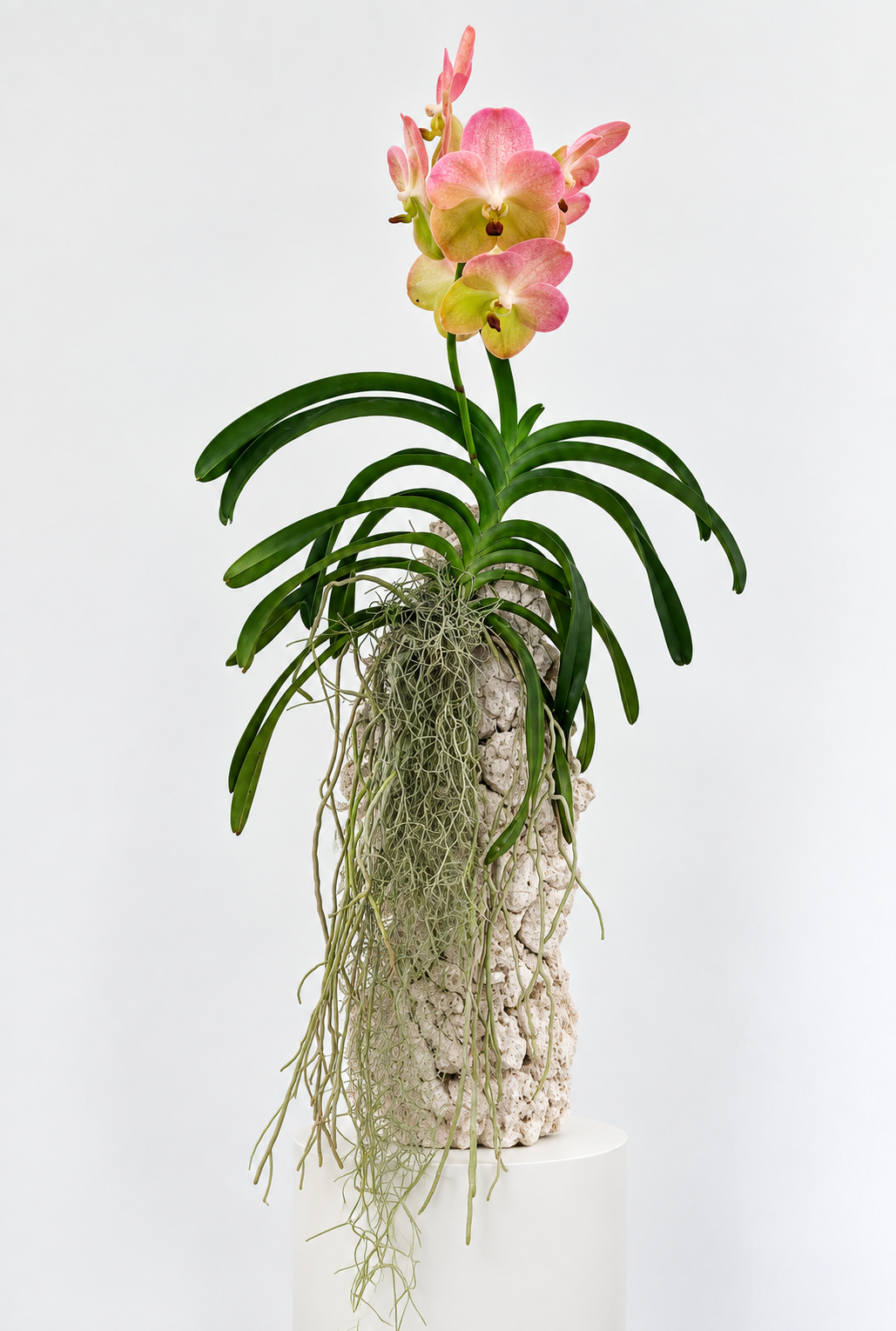 Tequesta Vanda Orchid by Paloma Teppa