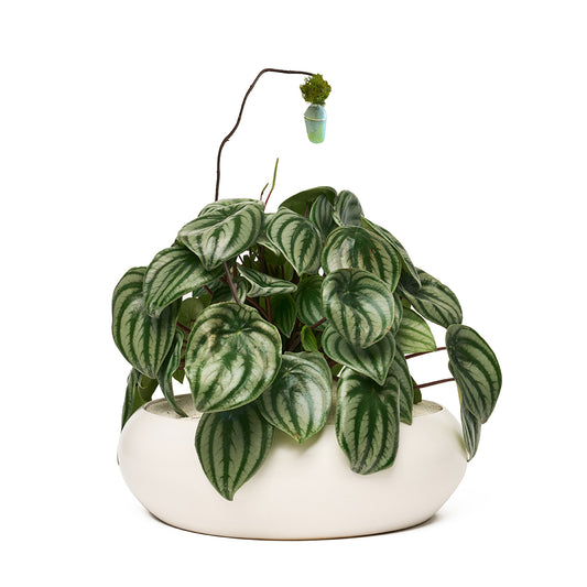 Sydney White Large - Peperomia Watermelon with Cocoon