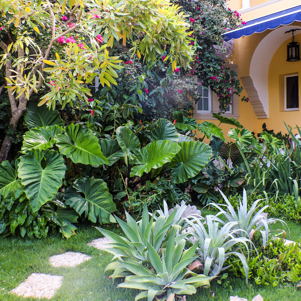 TROPICAL LANDSCAPE DESIGN (2018) – PLANT THE FUTURE
