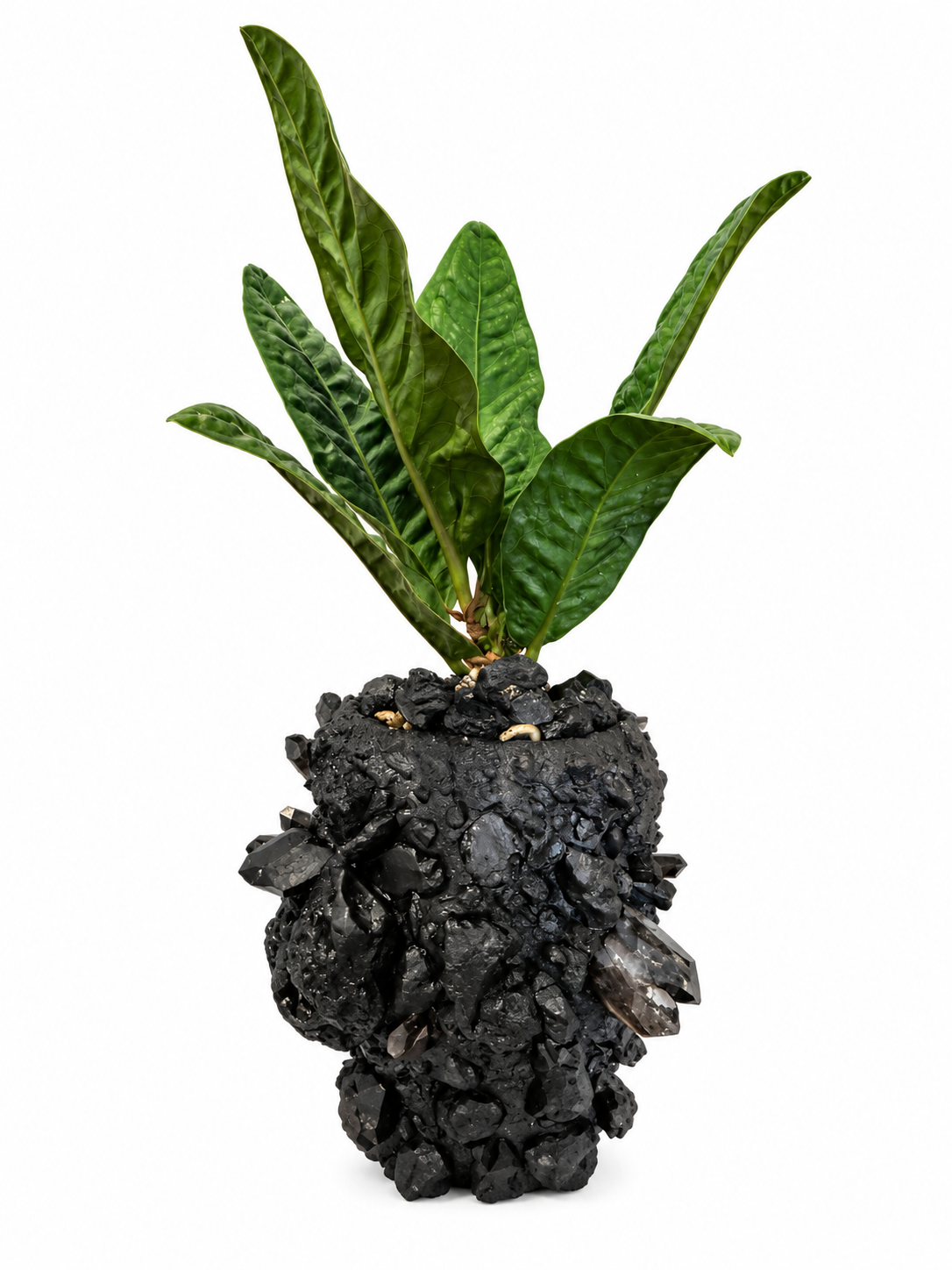 Tequesta Ground Black Anthurium by Paloma Teppa
