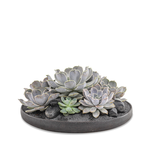 Tokyo Black - Succulents