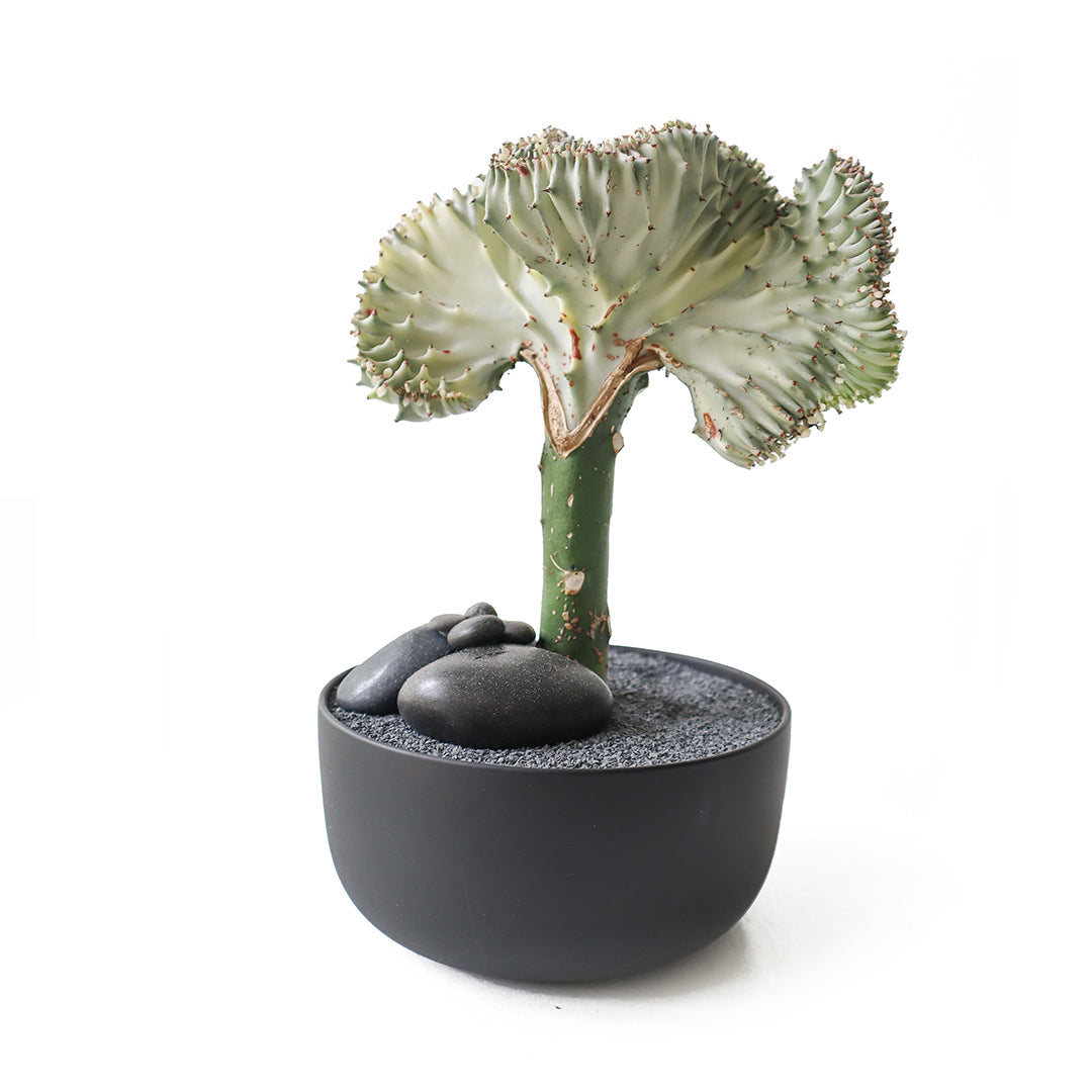Tokyo Mini Bowl Black - Coral Cactus
