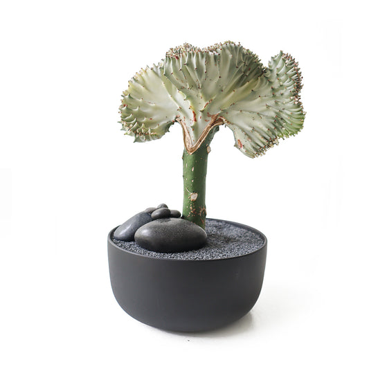 Tokyo Mini Bowl Black - Coral Cactus