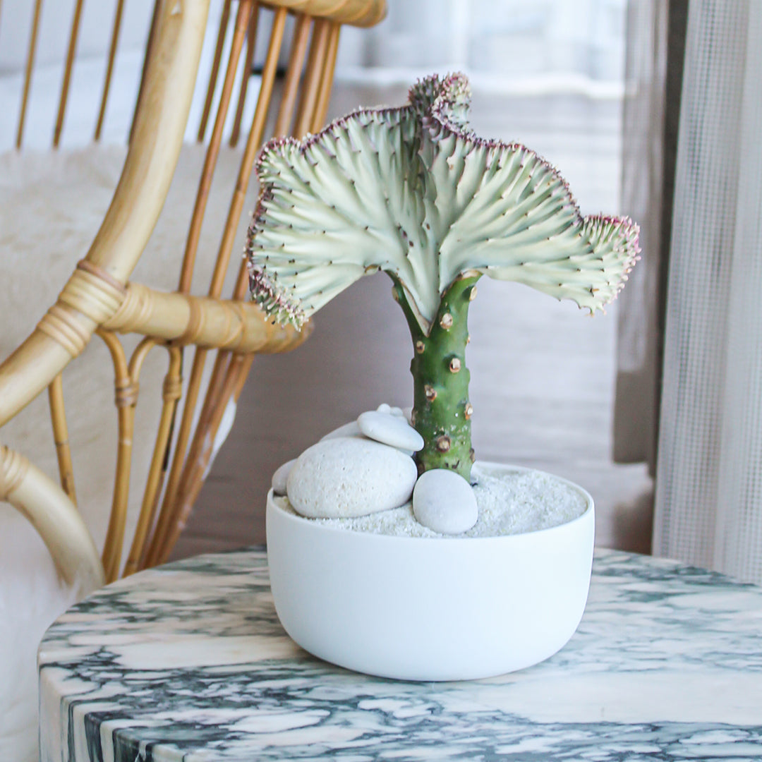 succulent coral plant Porcelain Mini Bowl Coral Cactus Garden