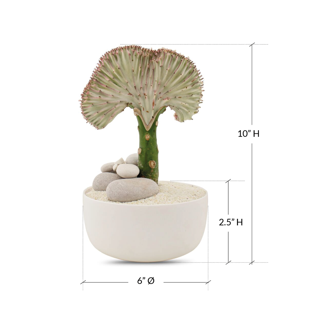 Tokyo Mini Bowl White - Coral Cactus