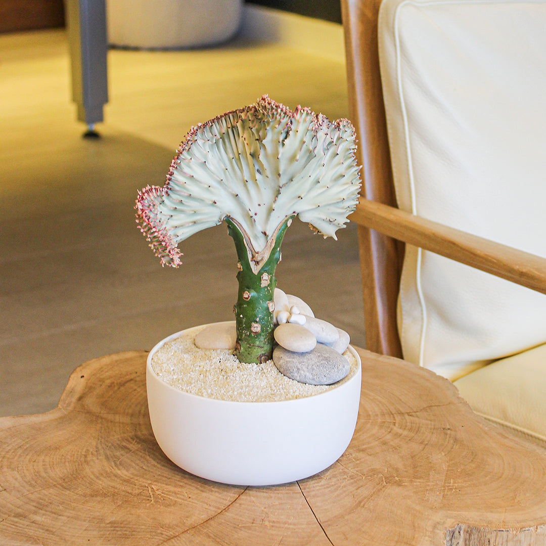 ceramic cactus flower pot Porcelain Mini Bowl Coral Cactus Garden