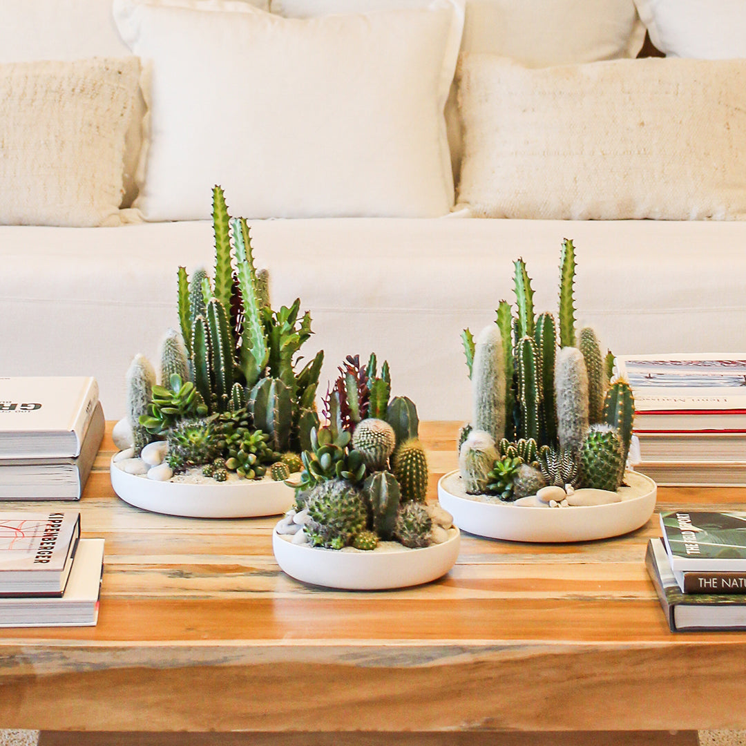 cacti and succulent dish garden Porcelain Dish Cacti and Succulent Green Garden