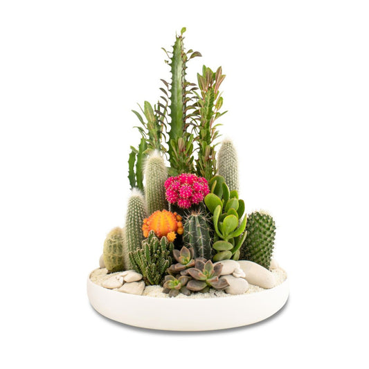 Tokyo White - Rainbow Garden