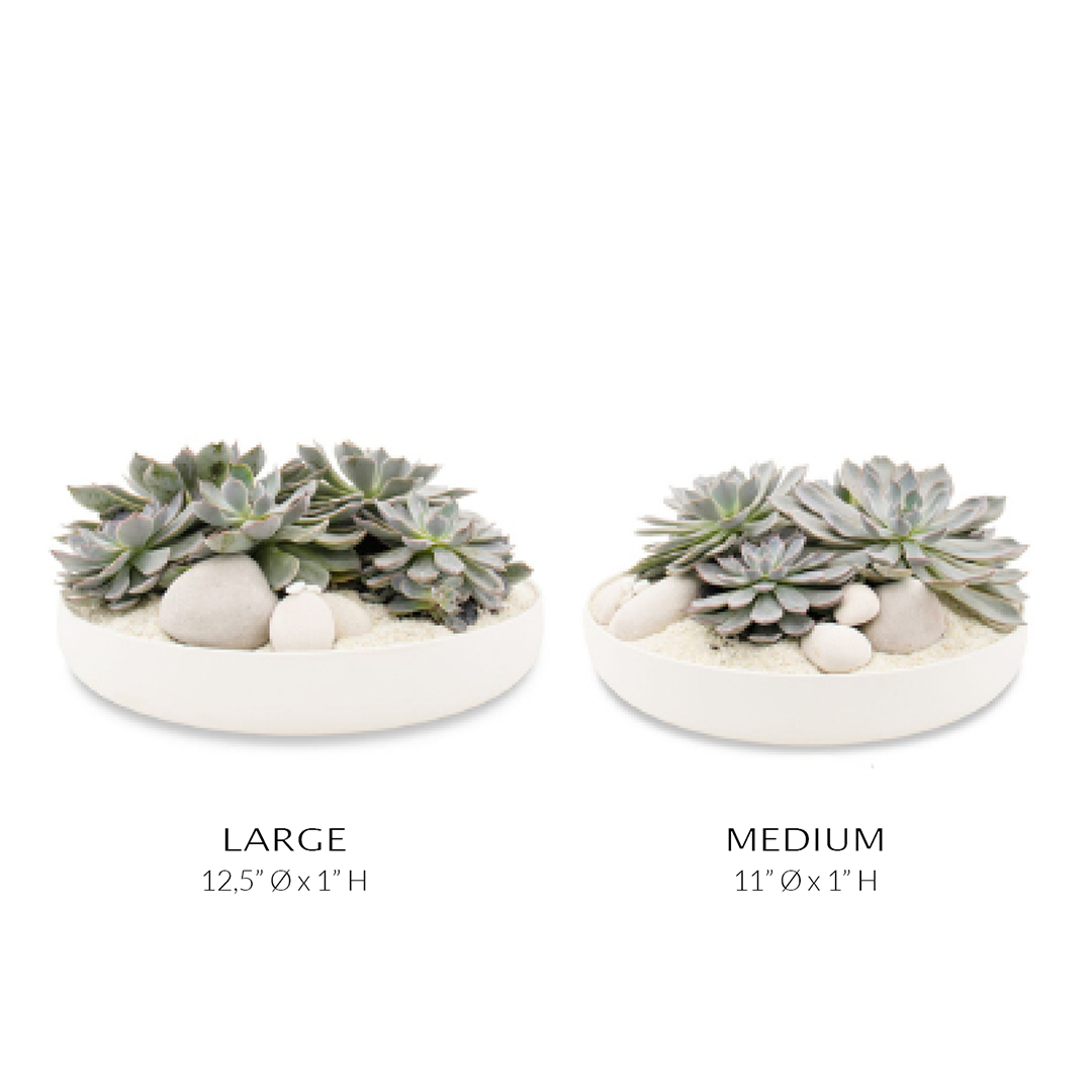 large white succulent planter Porcelain Dish Succulent Garden