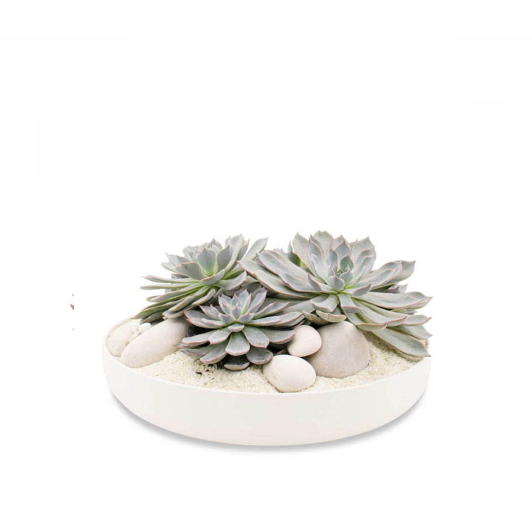 long white succulent planter Porcelain Dish Succulent Garden