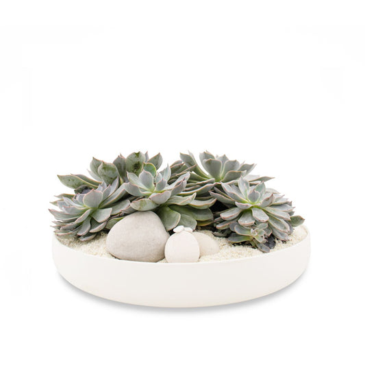 Tokyo White - Succulents