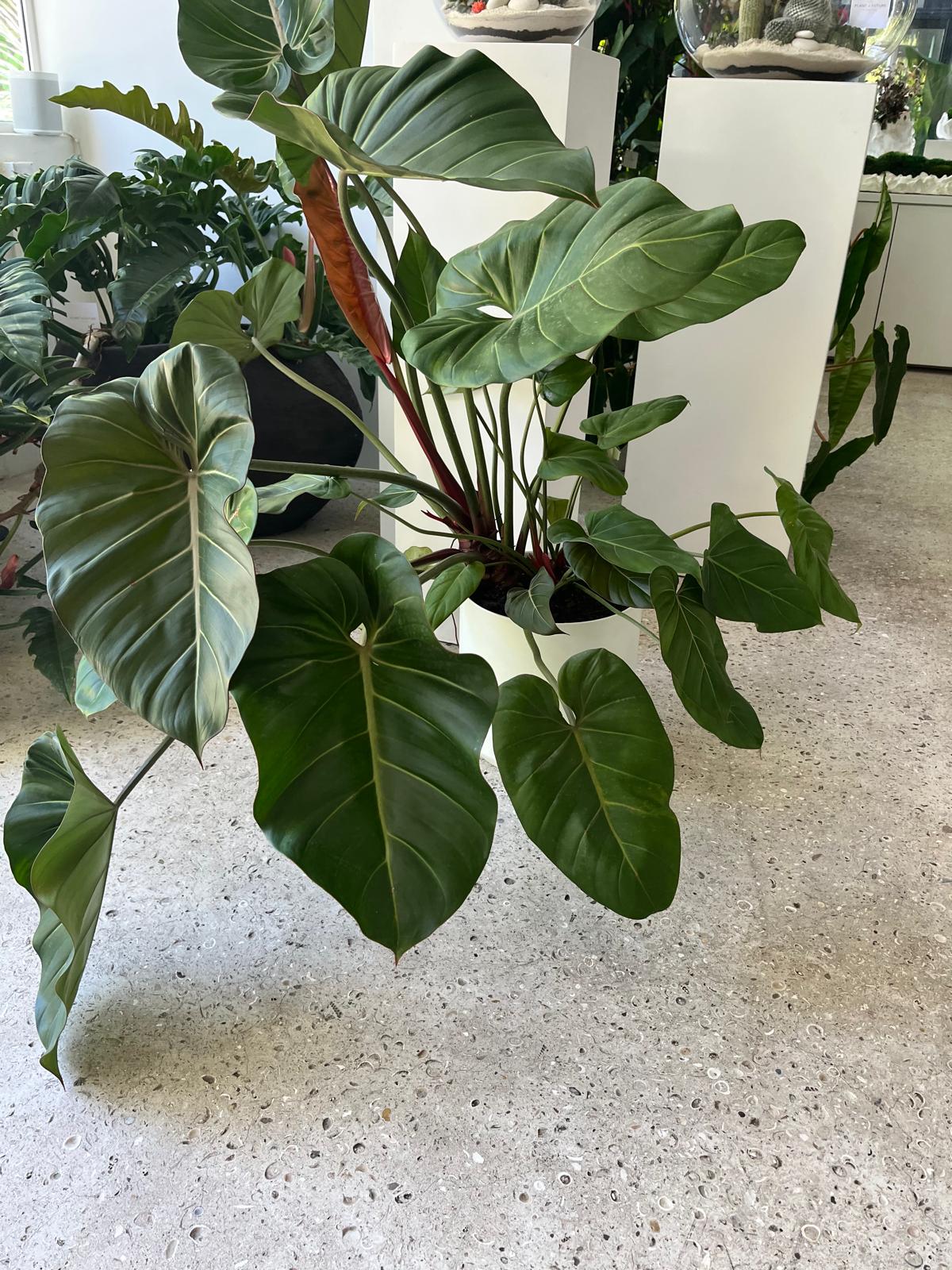 Ceramic Round White Extra Large - Tropical Foliage Plant Plant The Future