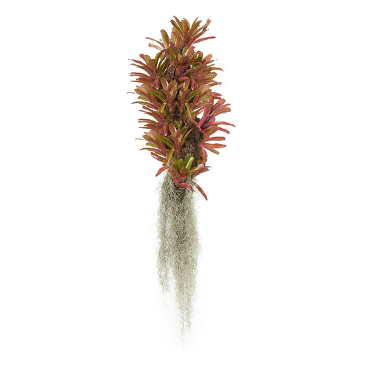 Hanging Fireball Bromeliads on Trunk