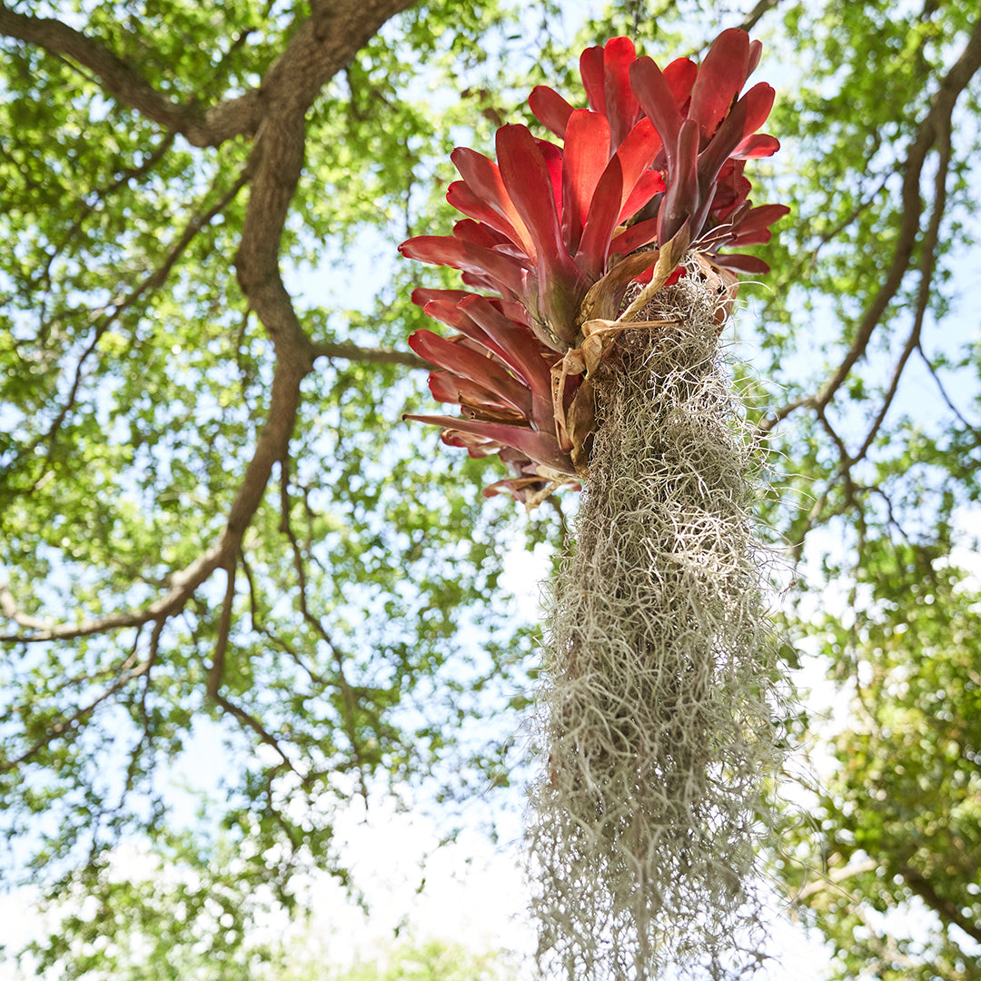 Hanging Fireball Bromeliads on Trunk