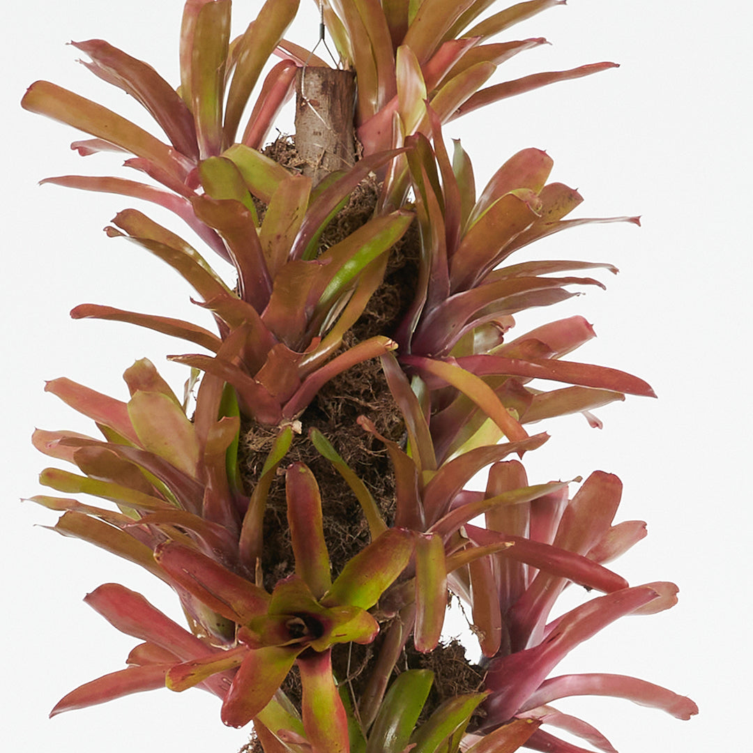 Hanging Fireball Bromeliads on Trunk