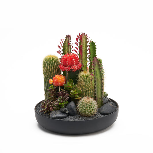 Tokyo Black - Rainbow Garden