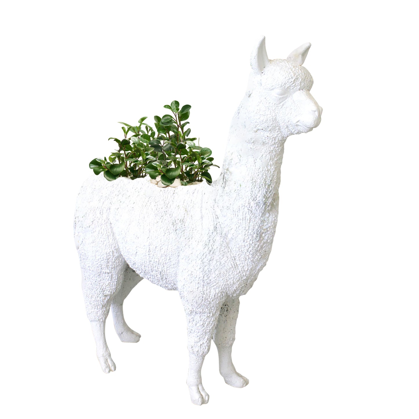 Life Size Animal - Alpaca