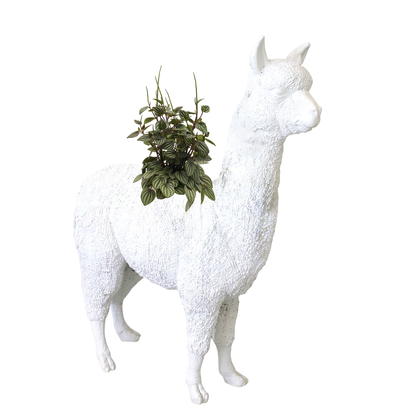 Life Size Animal - Alpaca