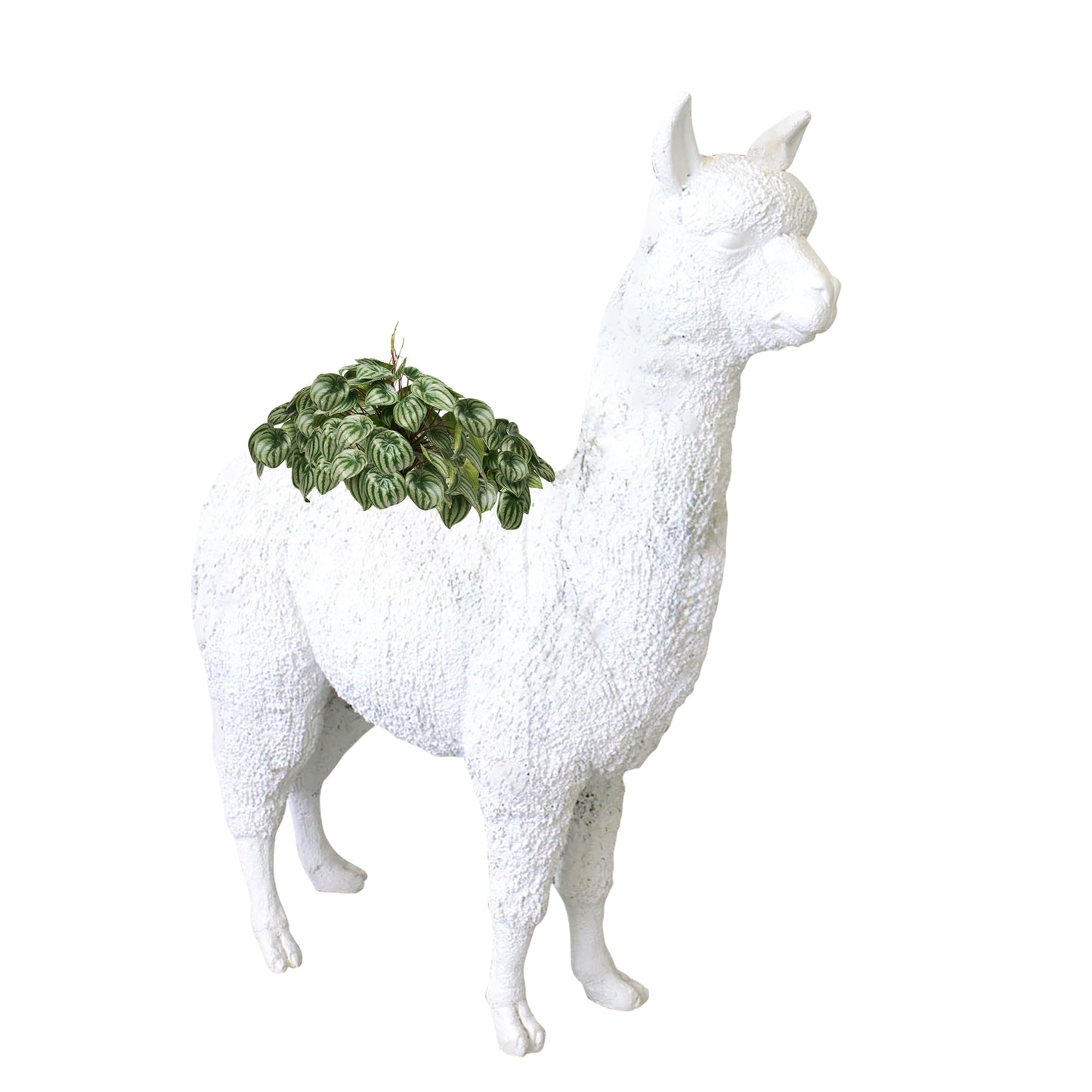 Life Size Animal - Alpaca