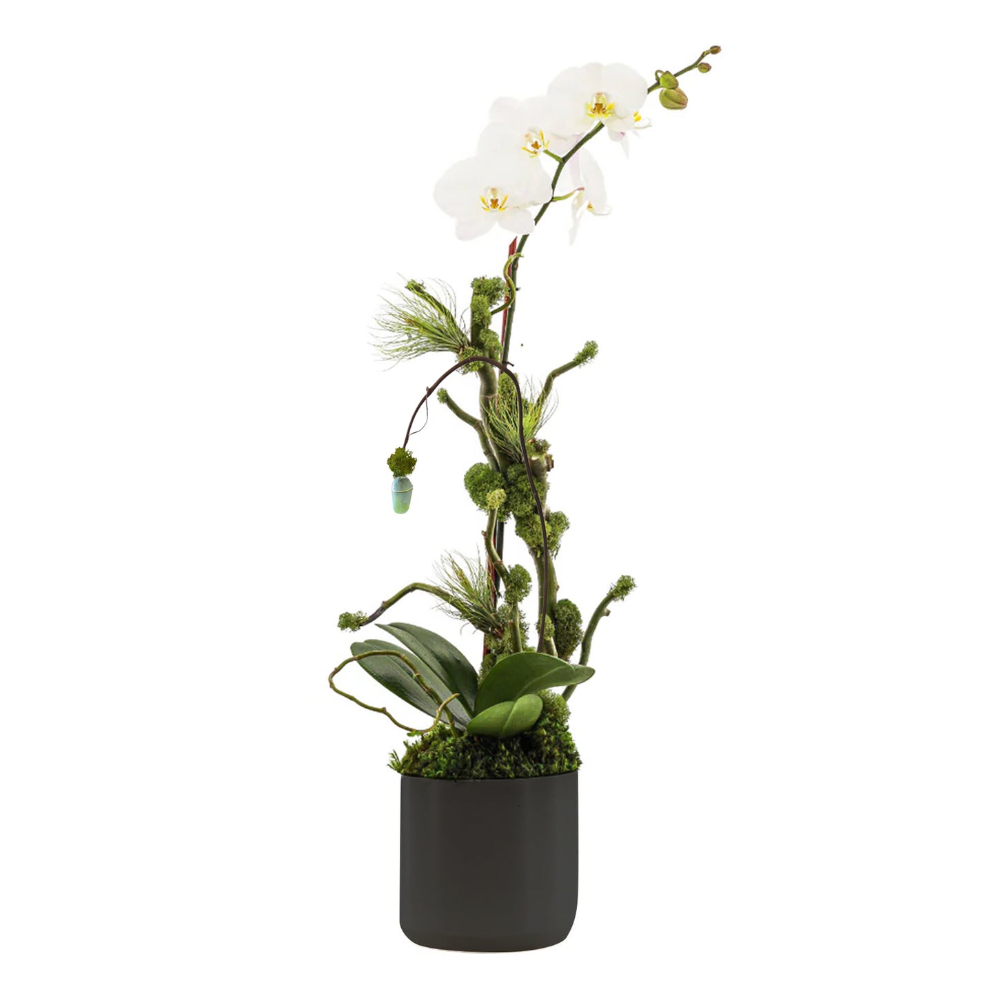 Ceramic Round Small - Single Phalaenopsis Orchid (30" H x 7" D) with Butterfly Cocoon