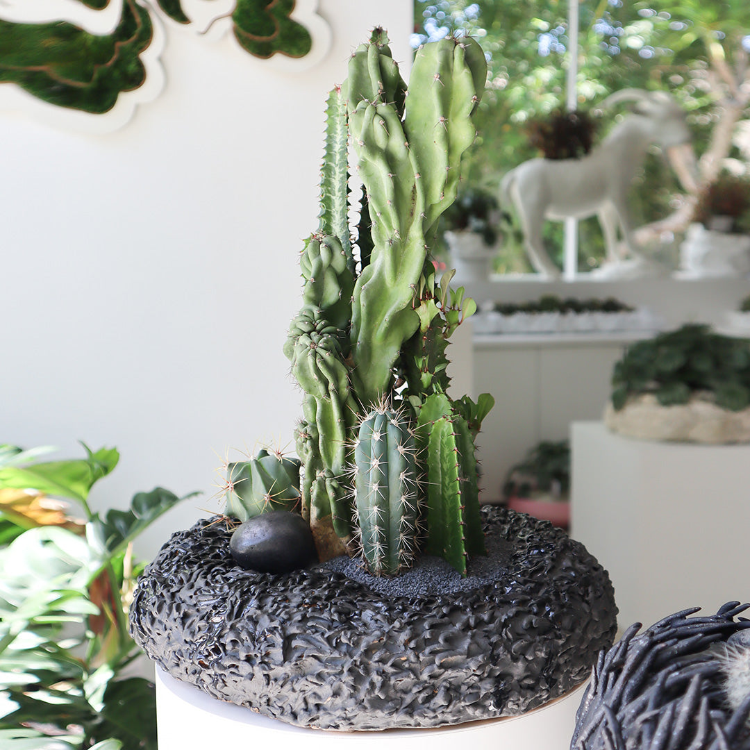 Ceramic Circle Black Cactus Garden