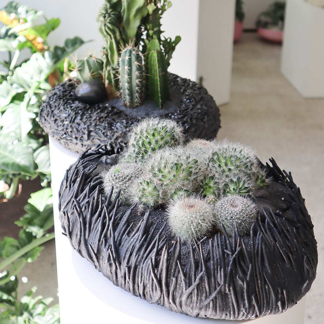 Ceramic Nest Black Cactus Low Garden