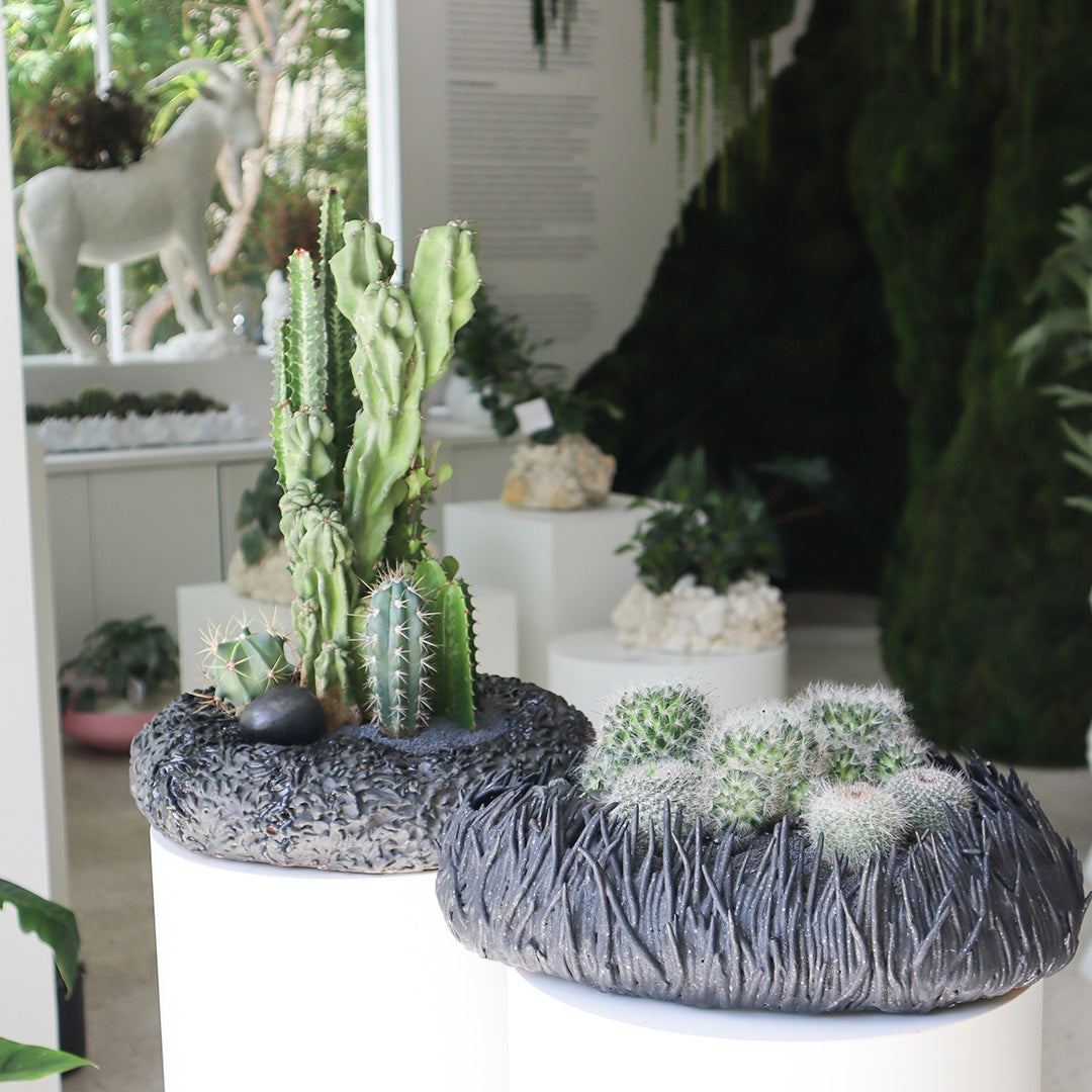 Ceramic Nest Black Cactus Low Garden