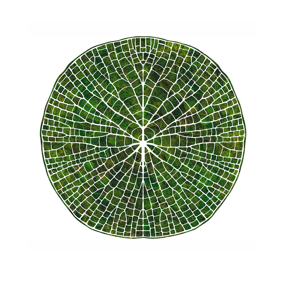 Moss Art - Victoria Amazonica II