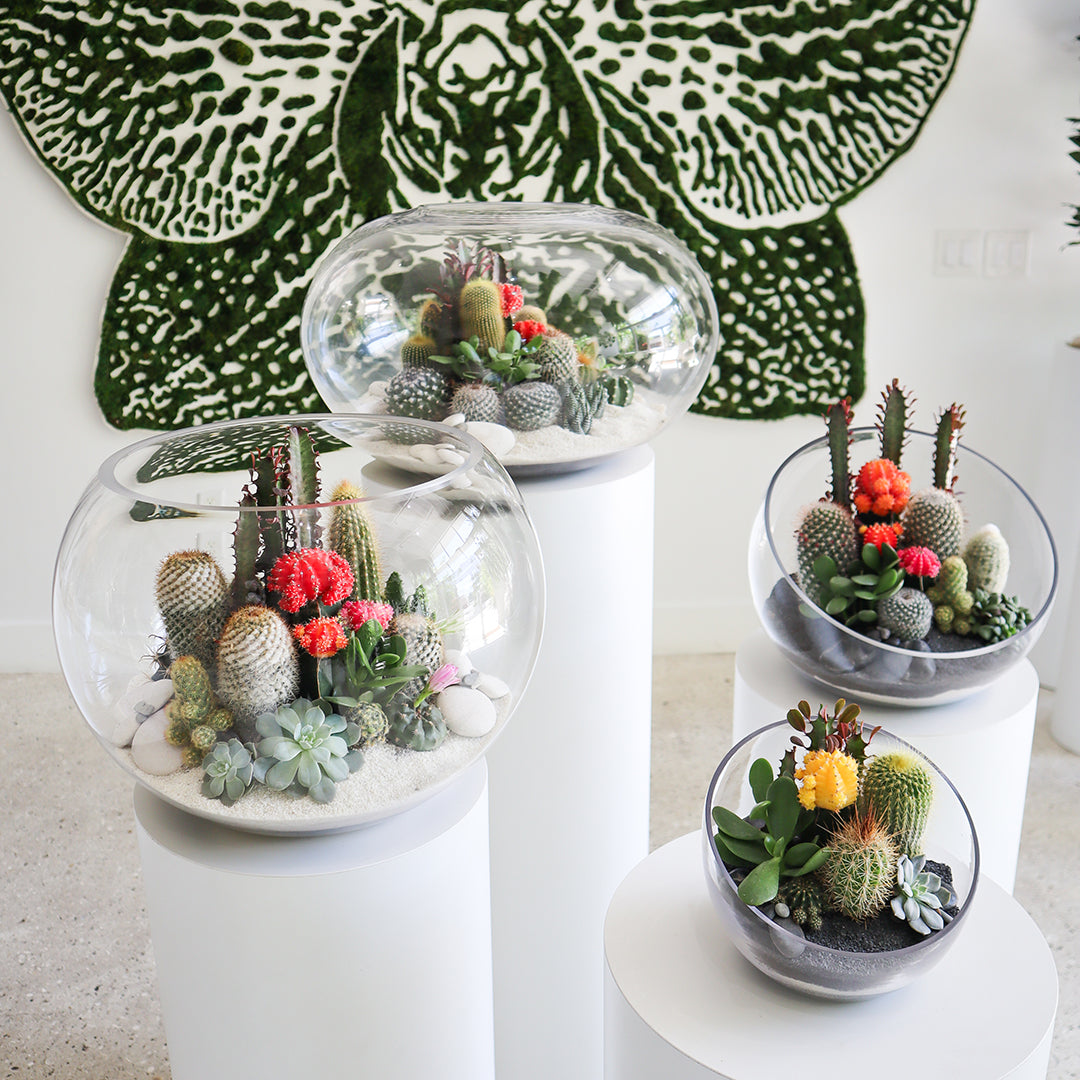 large indoor plant terrarium Half Moon Large Terrarium (Black)