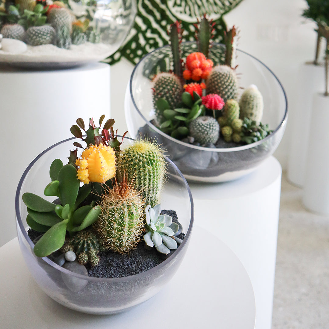 black terrarium plants Half Moon Large Terrarium (Black)