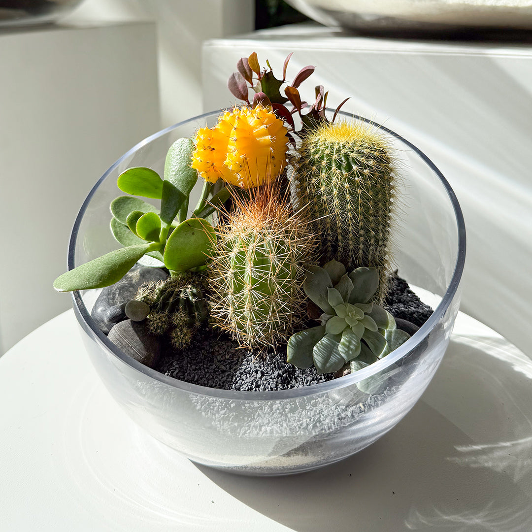 large plant terrarium Half Moon Large Terrarium (Black)