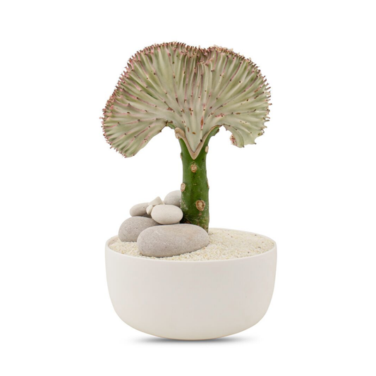Porcelain Mini Bowl Coral Cactus Garden