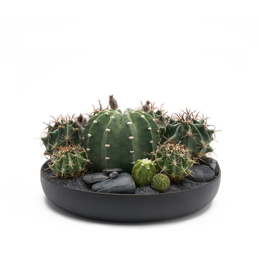 Tokyo Black - Low Green Garden