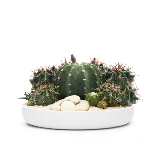 Tokyo White - Low Green Garden