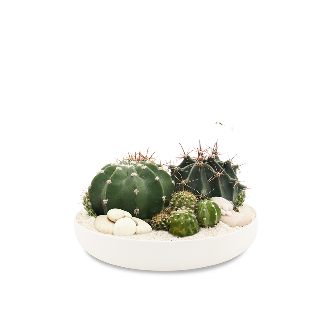 Tokyo White - Low Green Garden