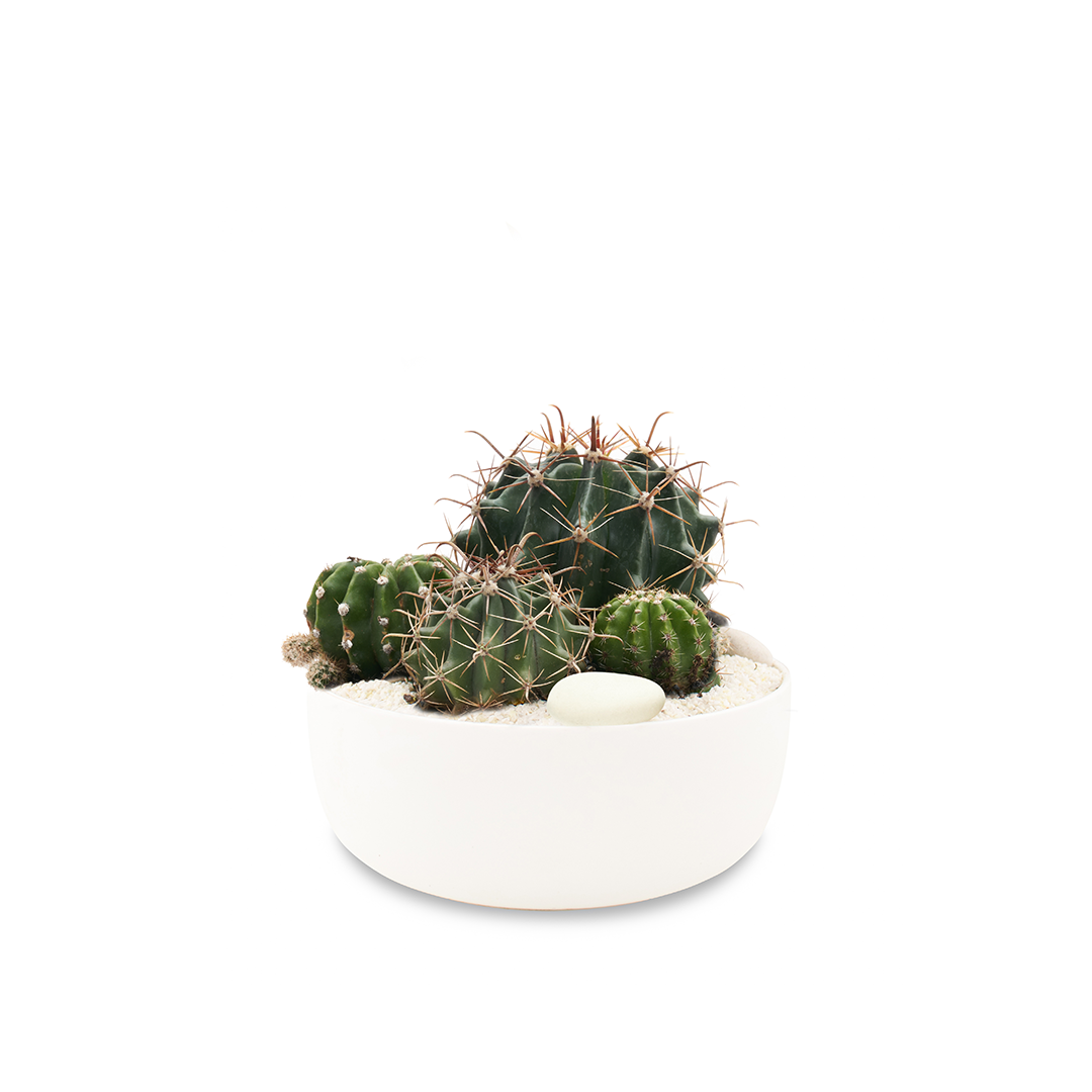 Tokyo White - Low Green Garden