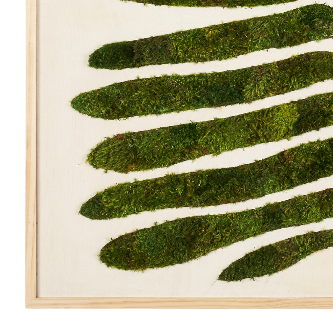 Moss Art - Botanic No. 2 (47"H  x 47" W) - Deplazium