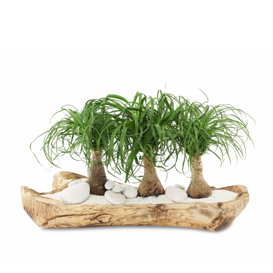 Natural Wood Trough - Ponytail Palms