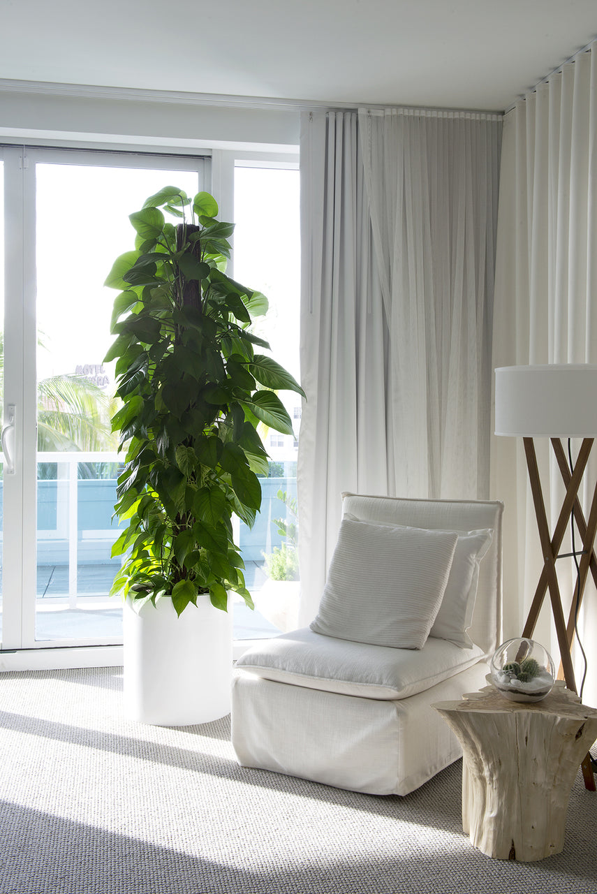 Milano Cylinder Small White – Epipremnum Aureum ‘Jade’  (Jade Pothos Totem)