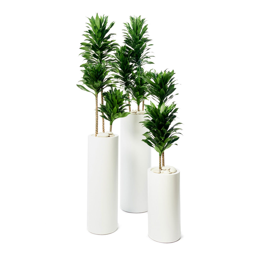 Milano Tube White – Janet Craig (Set of 3)