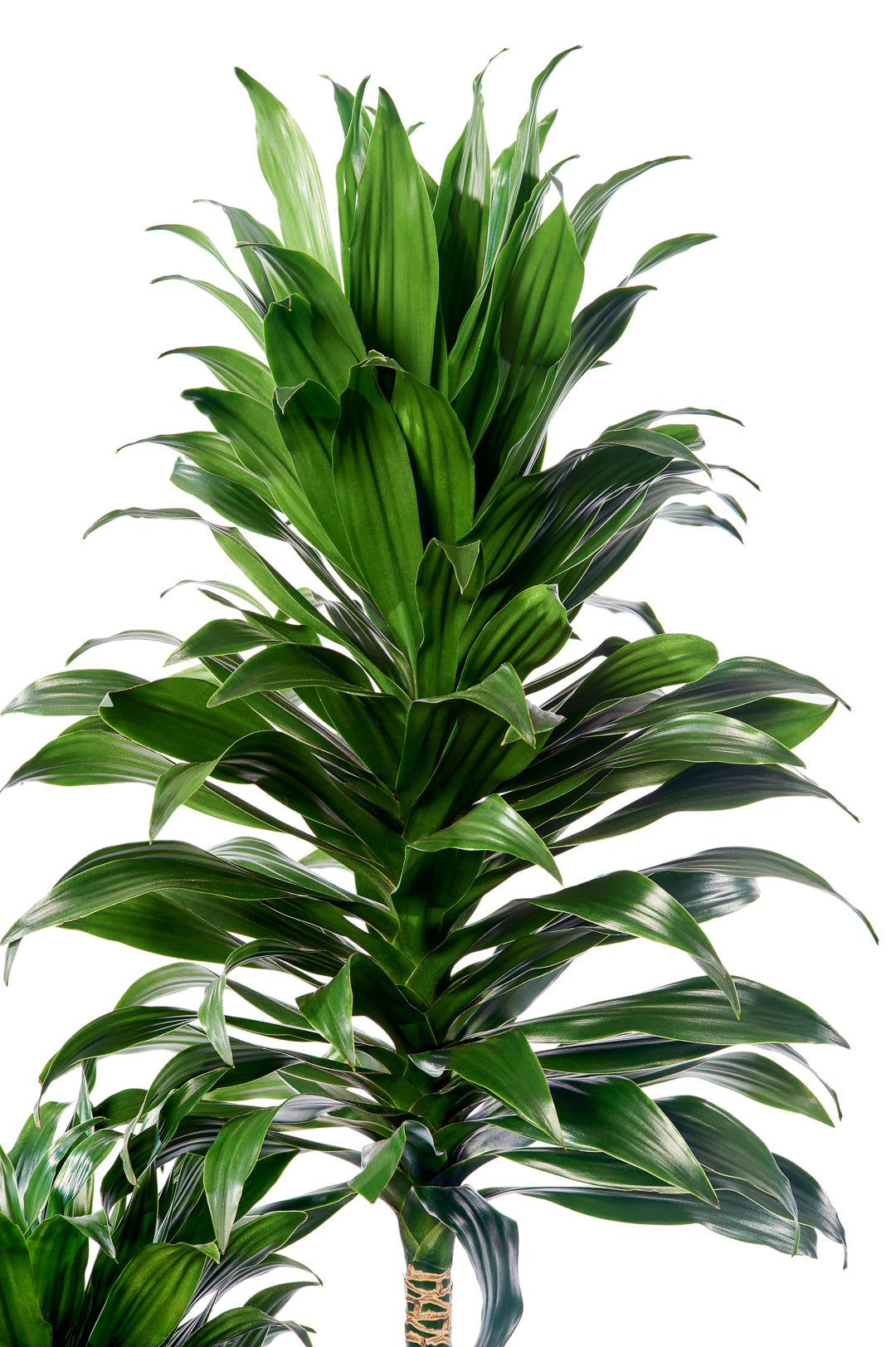 Milano Tube White – Janet Craig (Dracaena Deremensis Compacta)