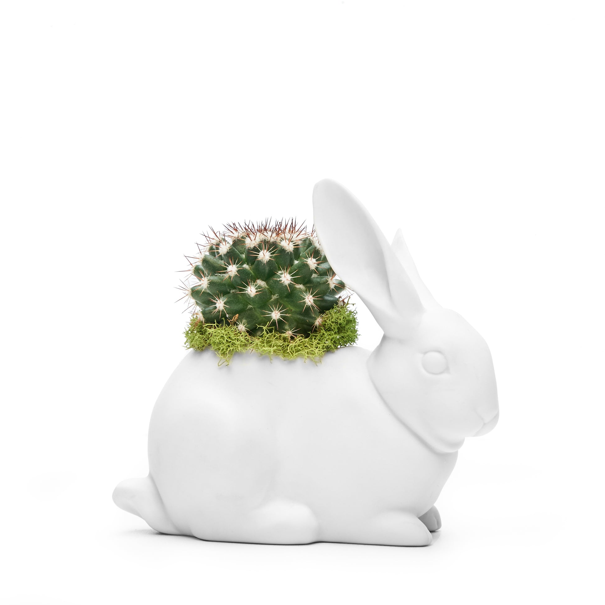 Lladró - Bunny with Cactus