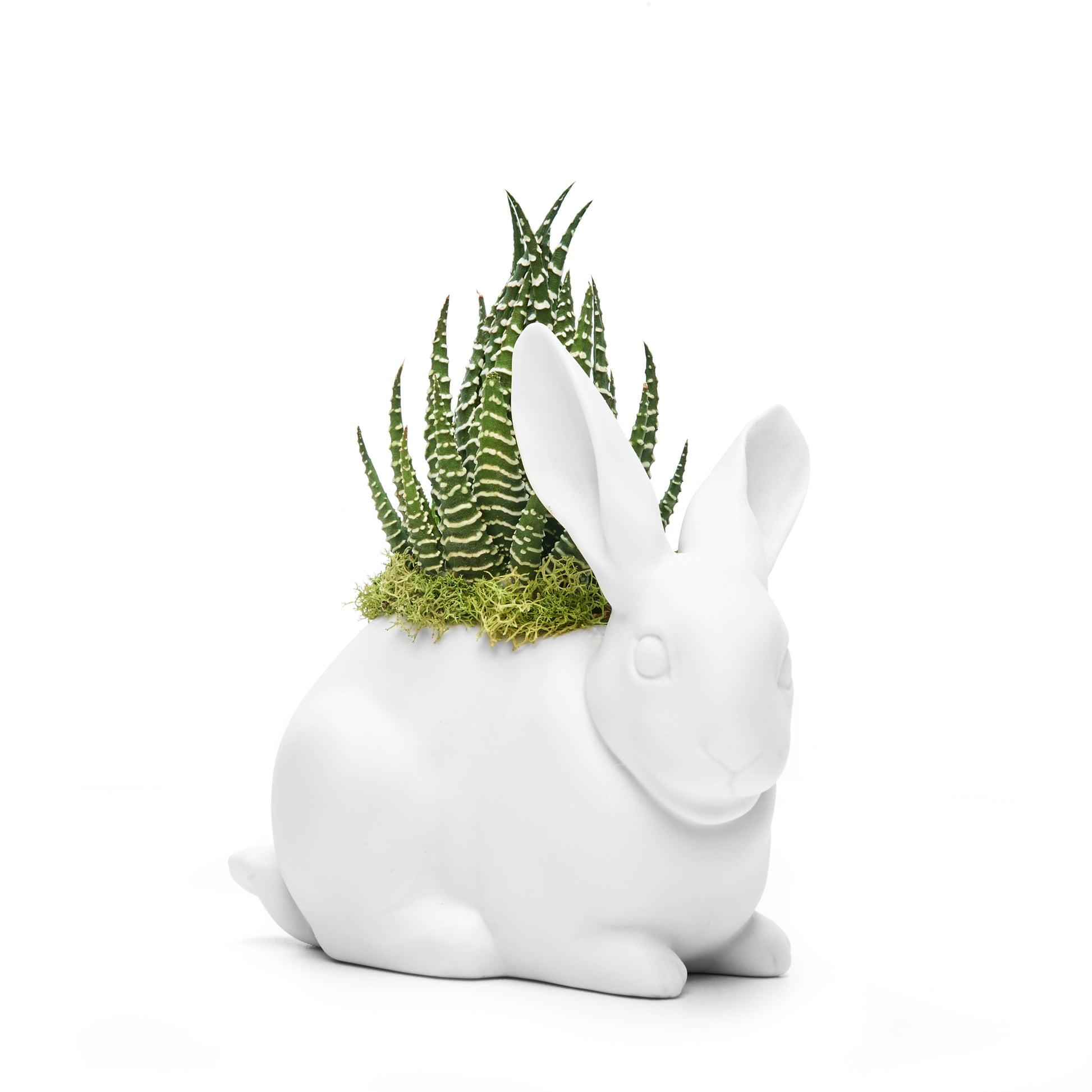 white rabbit succulent Lladró Porcelain