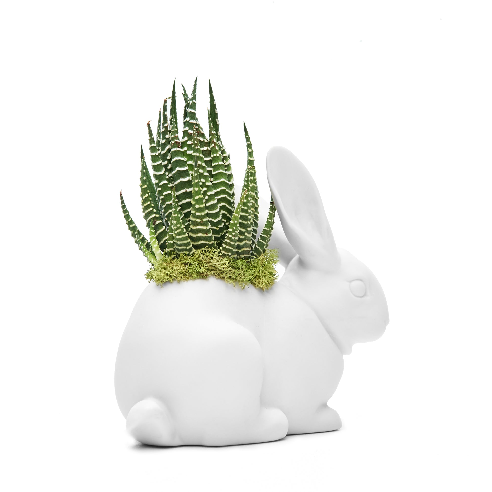 Lladró - Bunny with Haworthia Succulent