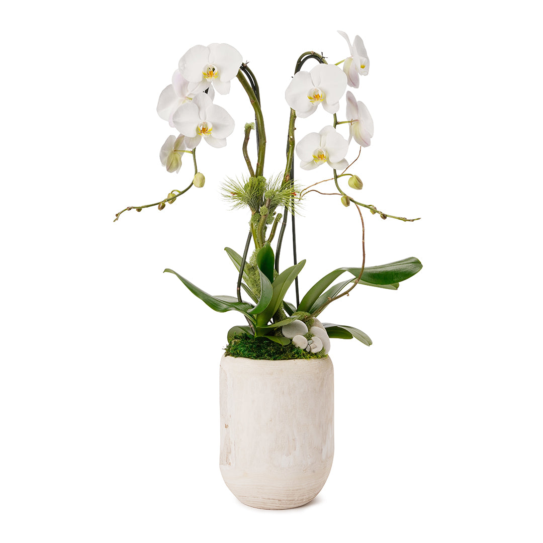 Tulum Tall - Double Phalaenopsis Orchid (White)