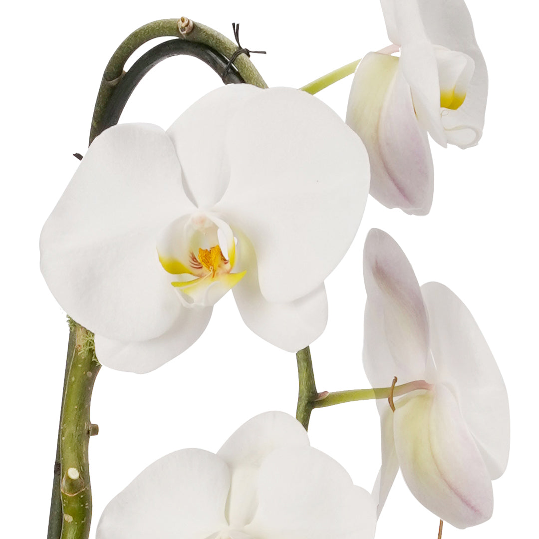 Tulum Tall - Double Phalaenopsis Orchid (White)