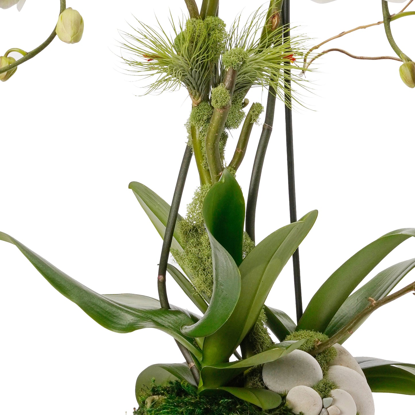 Tulum Tall - Double Phalaenopsis Orchid (White)