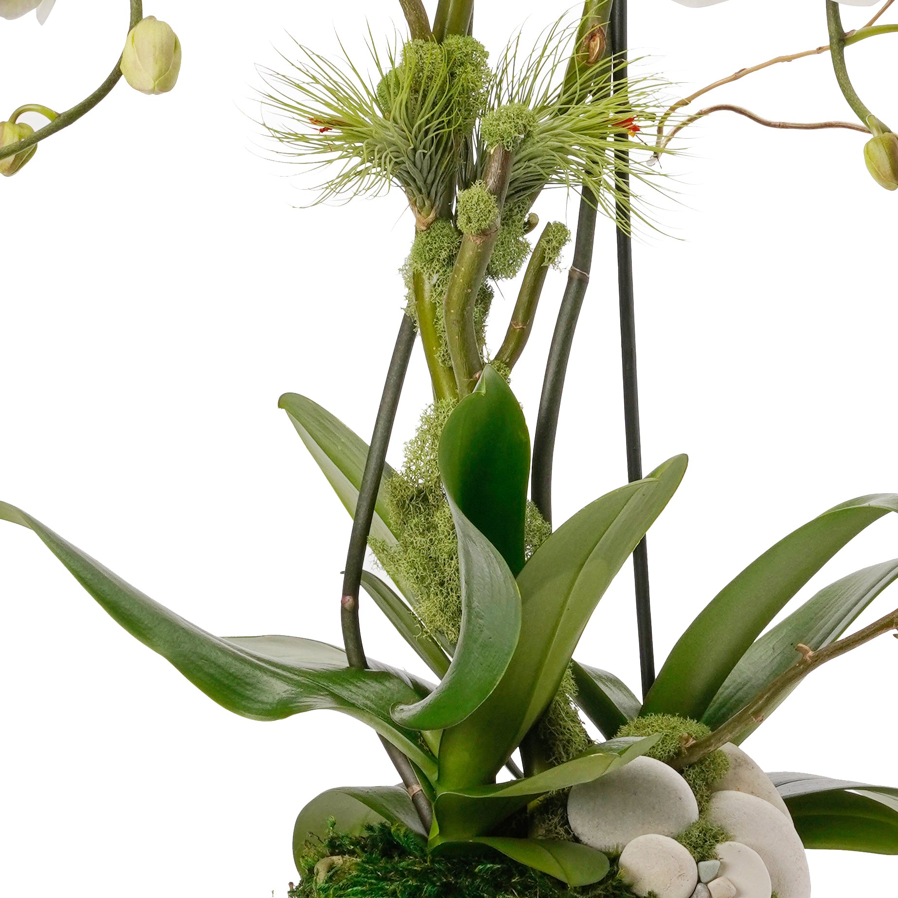 Tulum Tall - Double Phalaenopsis Orchid (White)