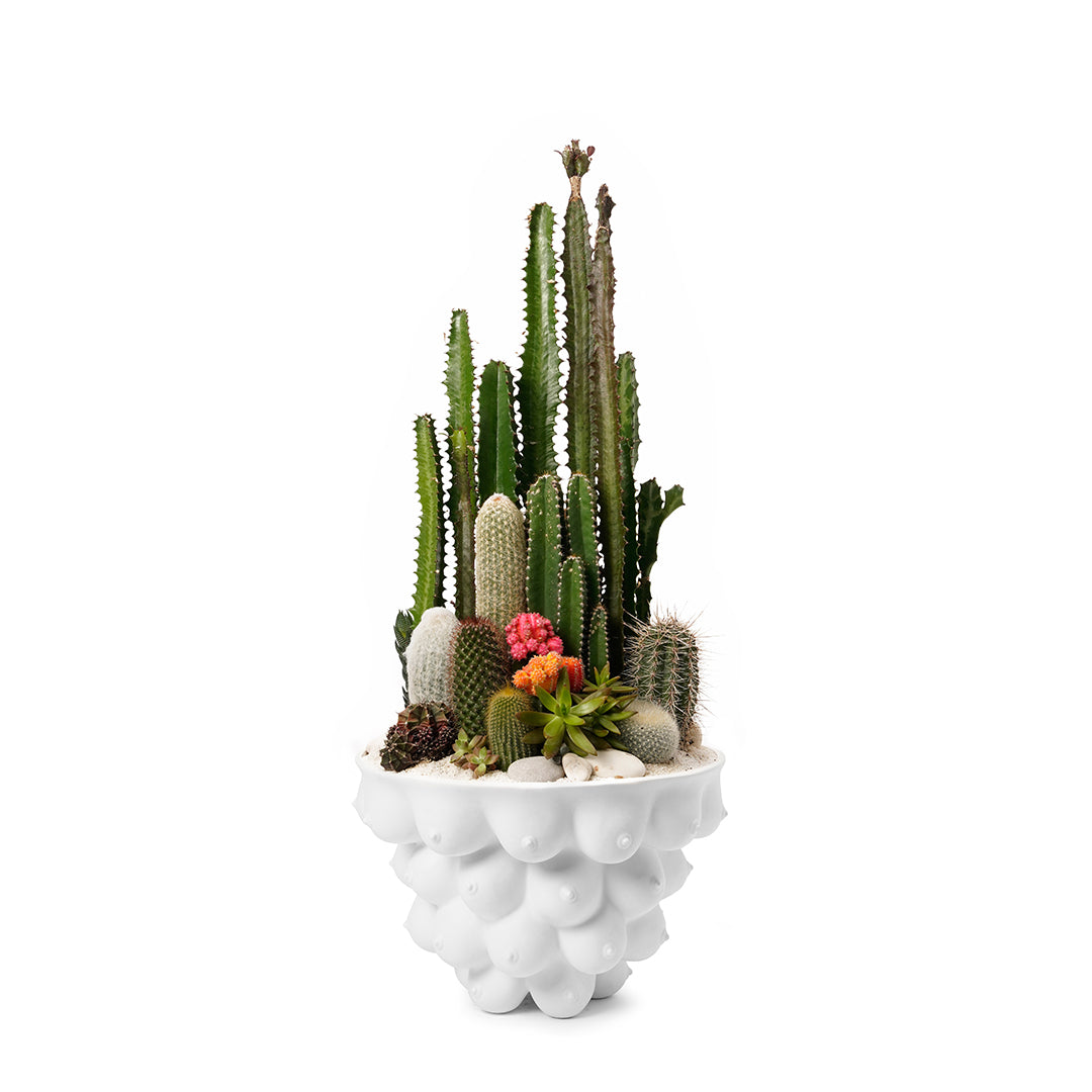 Jonathan Adler -  Georgia Centerpiece Bowl Garden